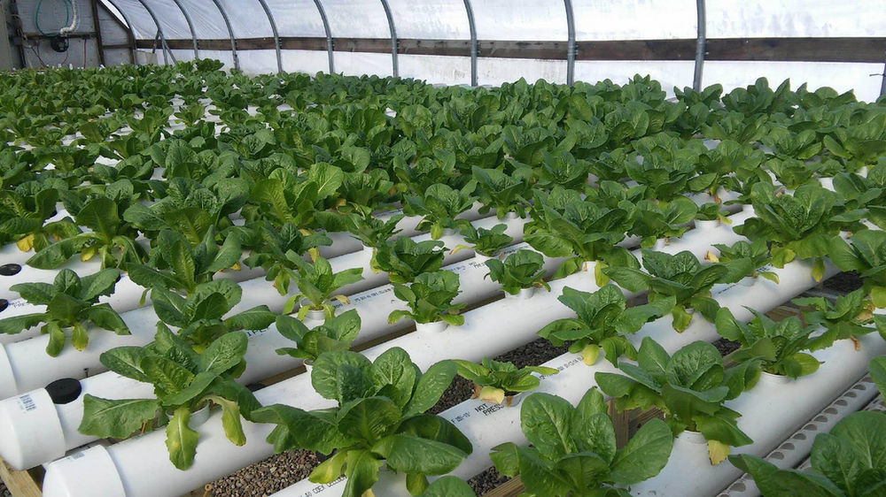 hydroponics_farm